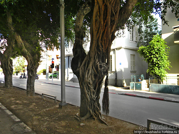 Эклектика и баухаус на бульваре Ротшильда