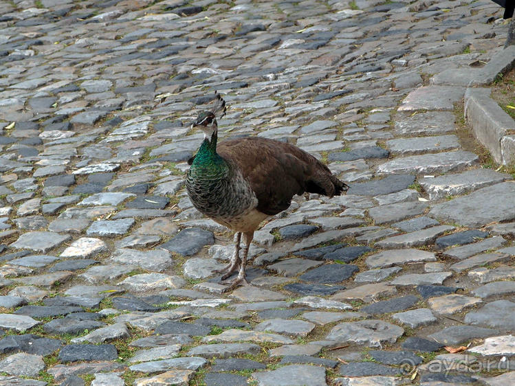 Танец павлина