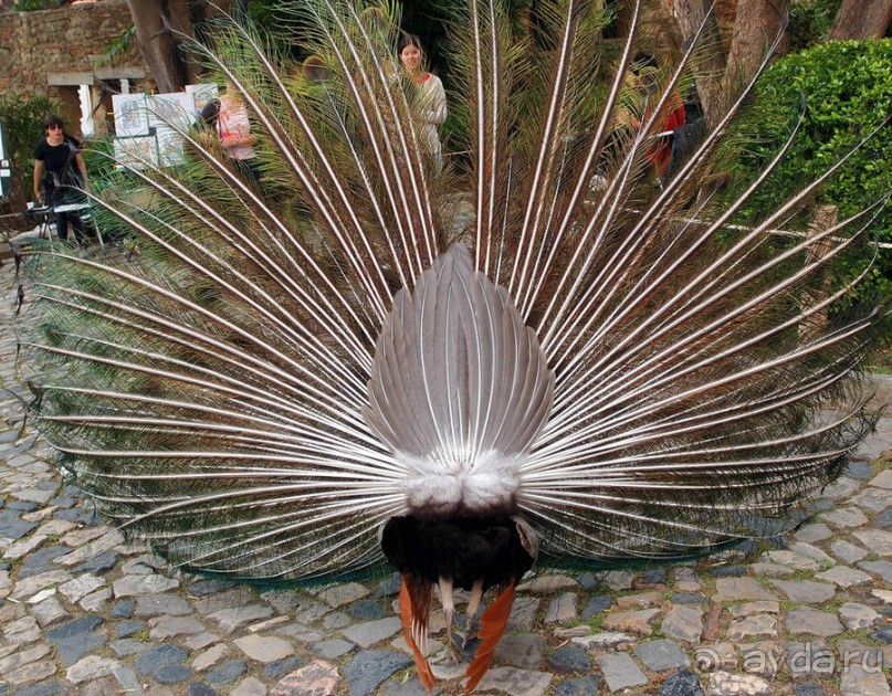 Танец павлина