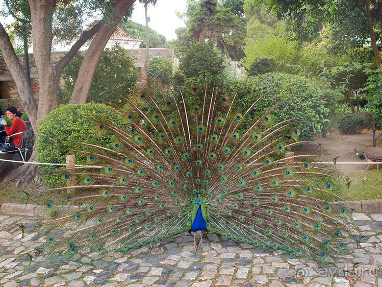 Танец павлина