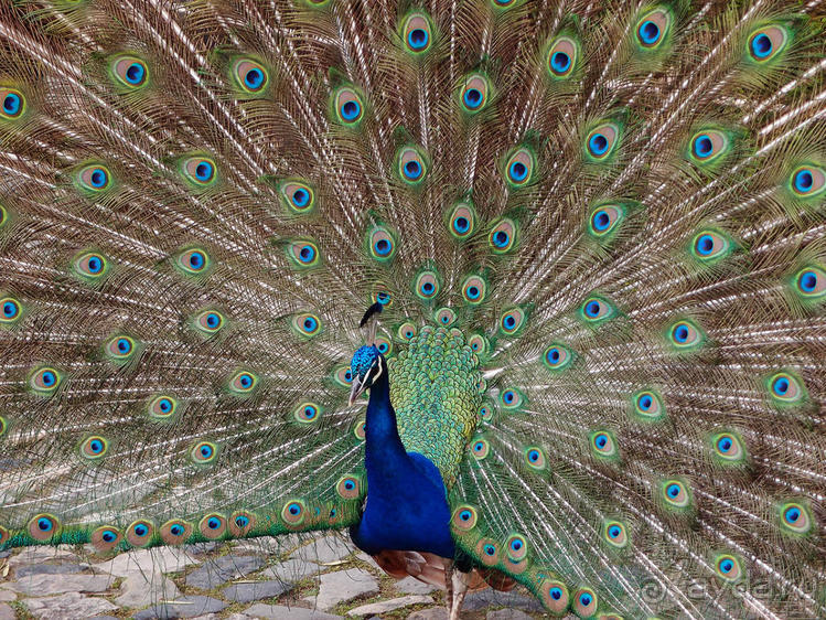 Танец павлина