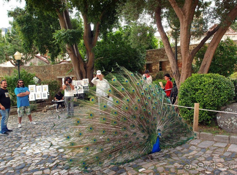 Танец павлина