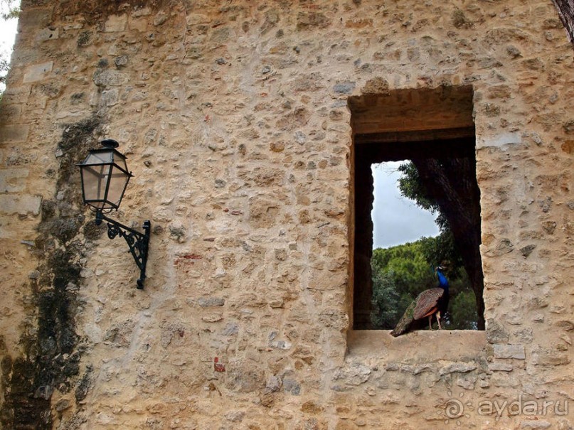 Танец павлина