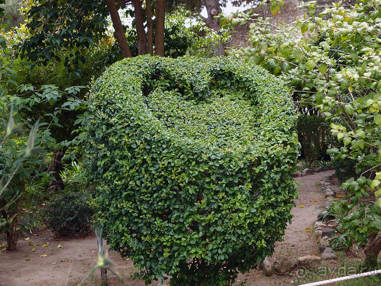 Танец павлина