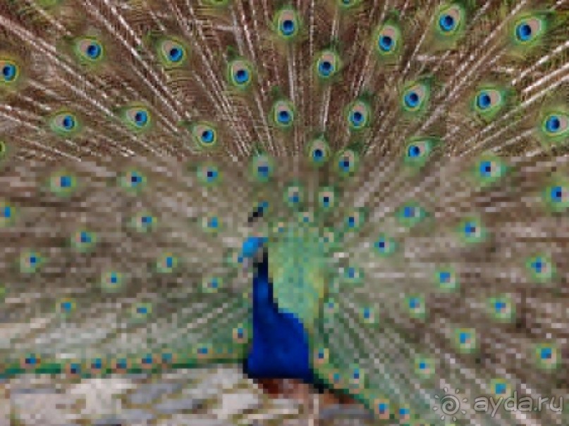 Танец павлина