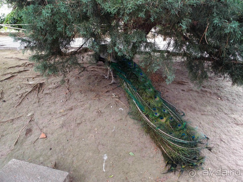 Танец павлина