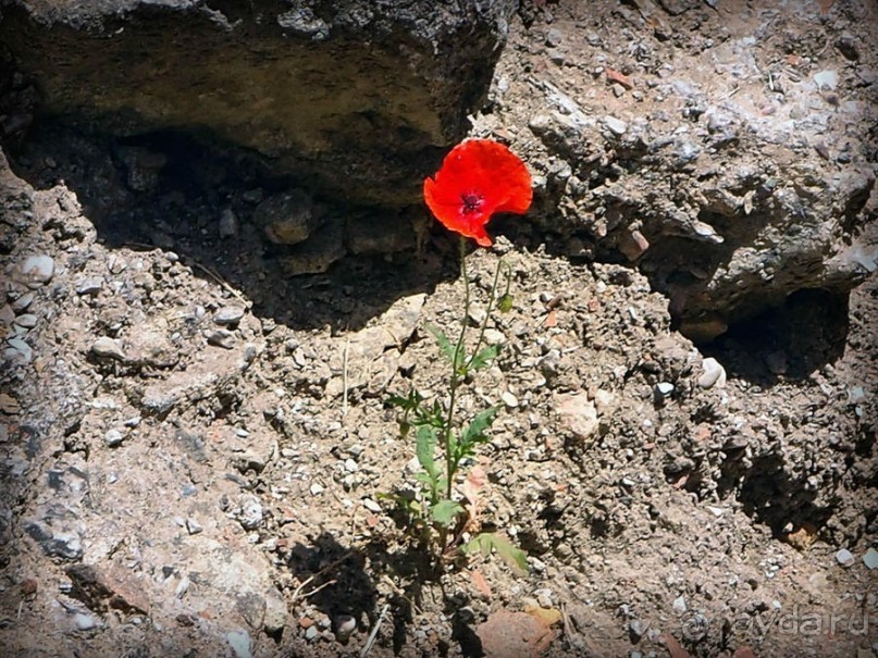 Танец павлина