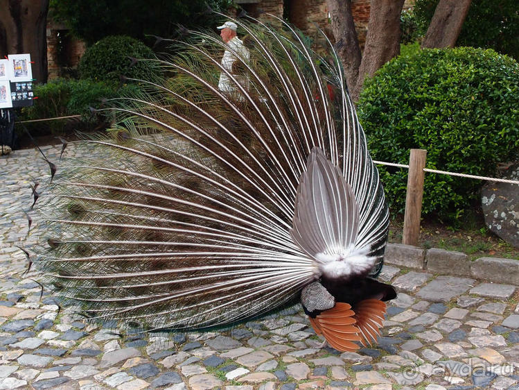 Танец павлина