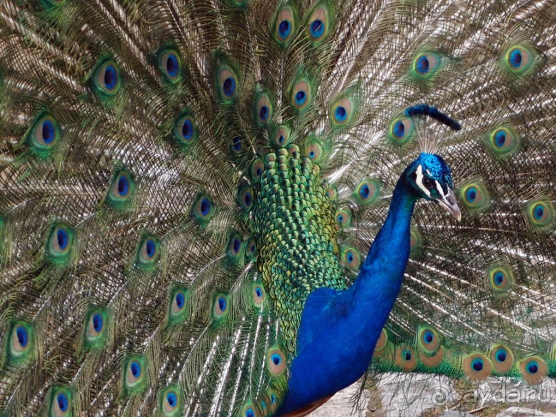 Танец павлина