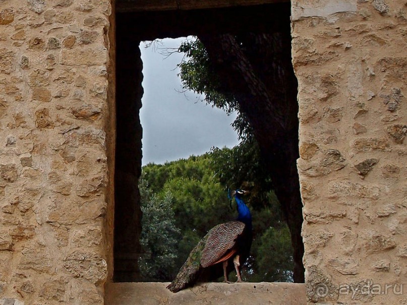 Танец павлина