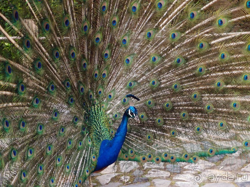 Танец павлина