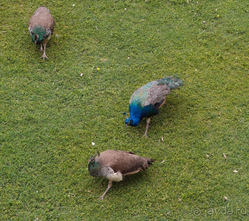 Танец павлина