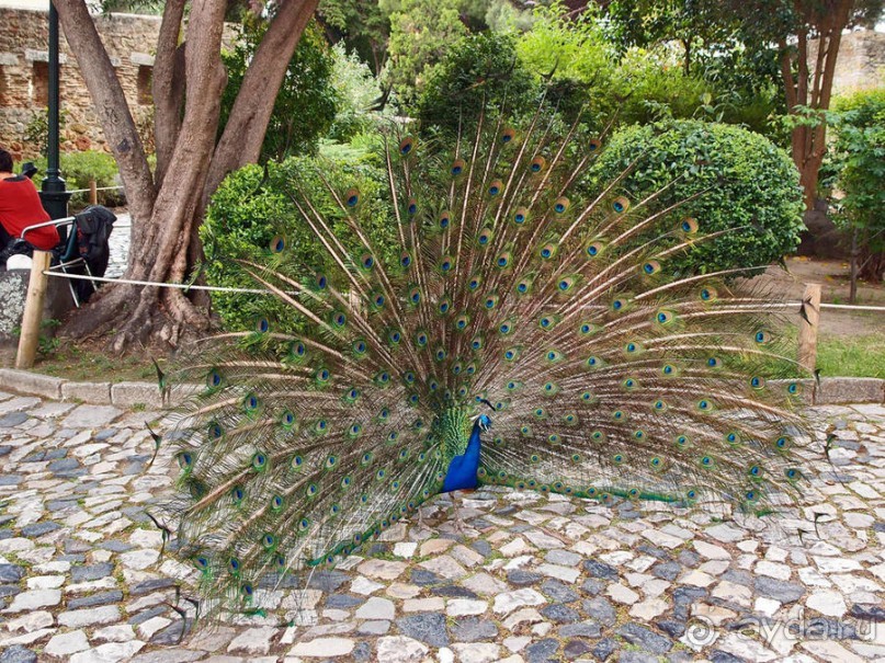 Танец павлина