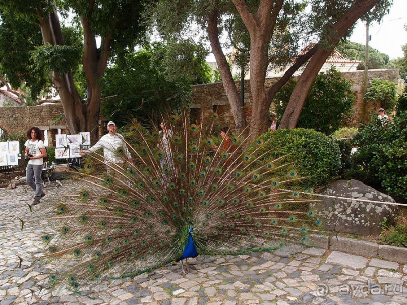 Танец павлина