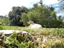 Альбом отзыва "Тисио и Античная Агора"