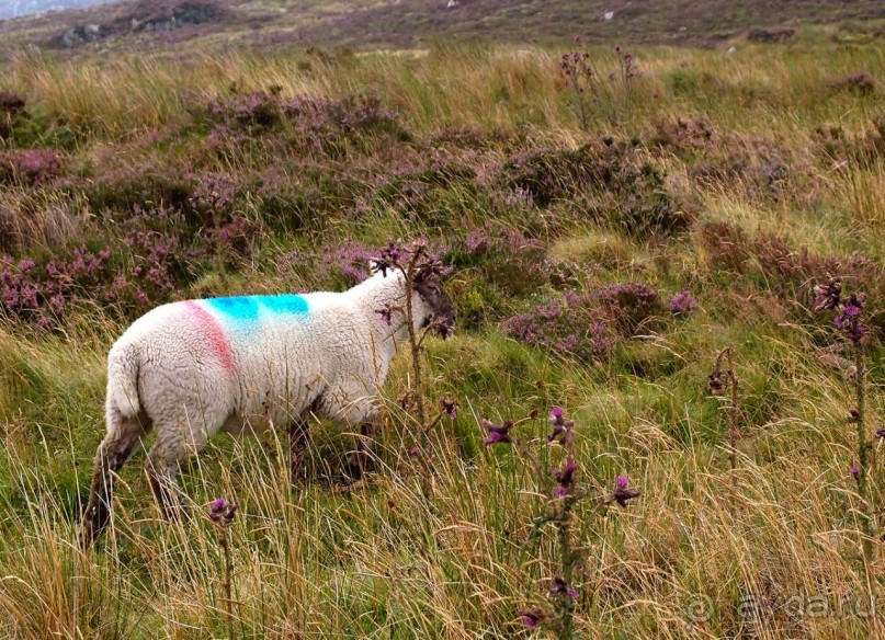 Килларни — город и Национальный парк
