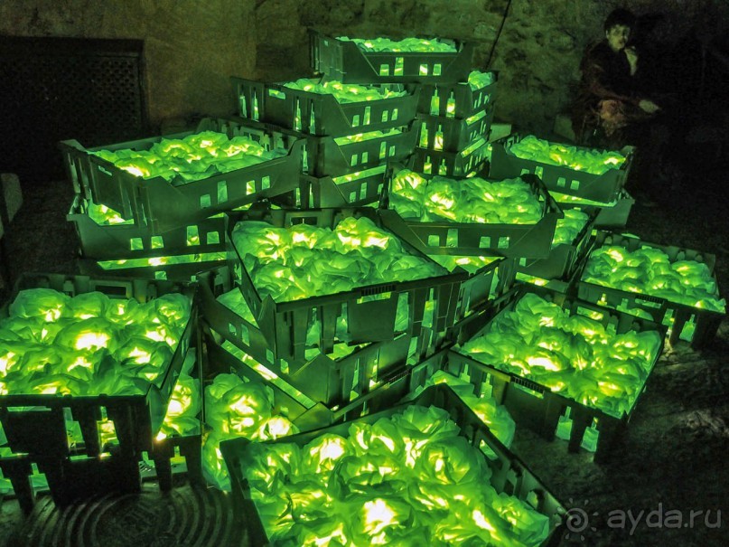 Снова расцветился город ночной