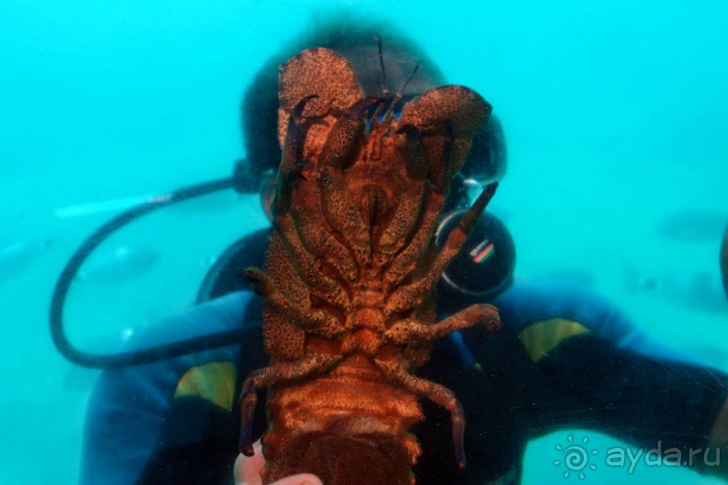 На часок к Калипсо