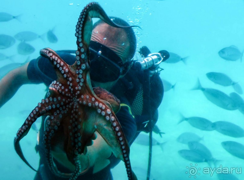 На часок к Калипсо