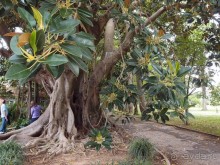 Заморские радости