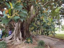 Заморские радости