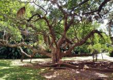 Заморские радости