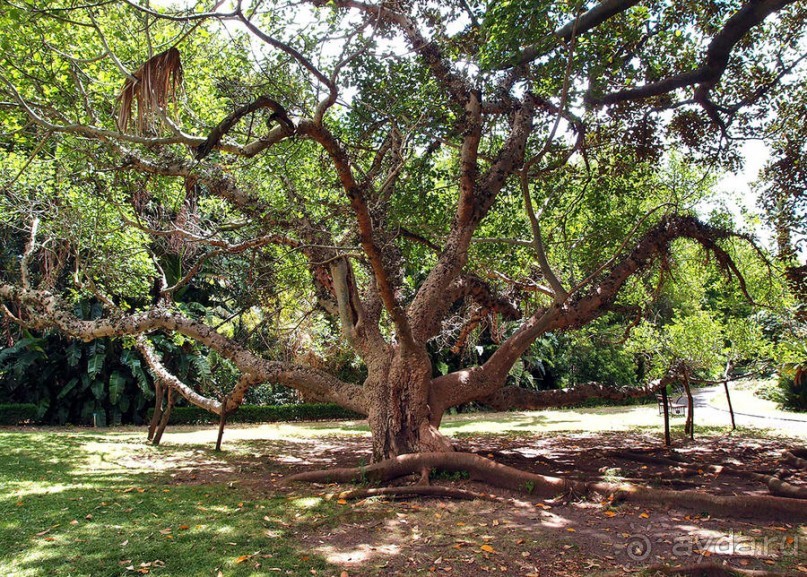 Заморские радости