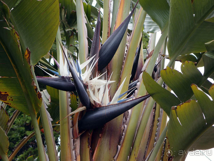 Заморские радости