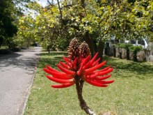 Заморские радости