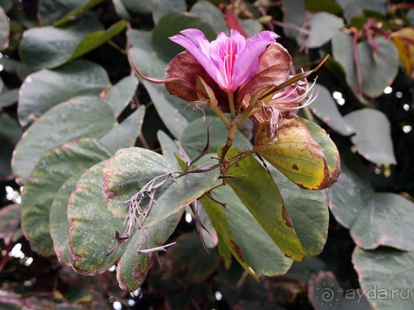 Заморские радости