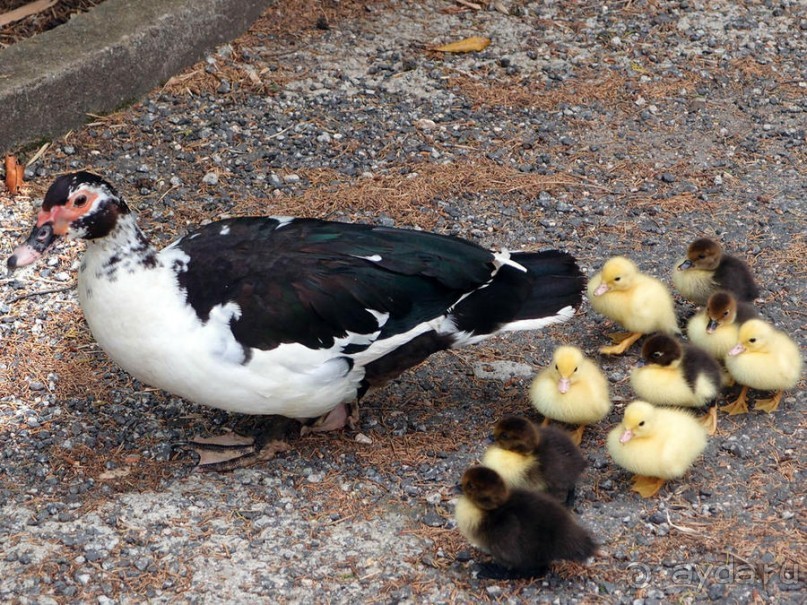 Заморские радости