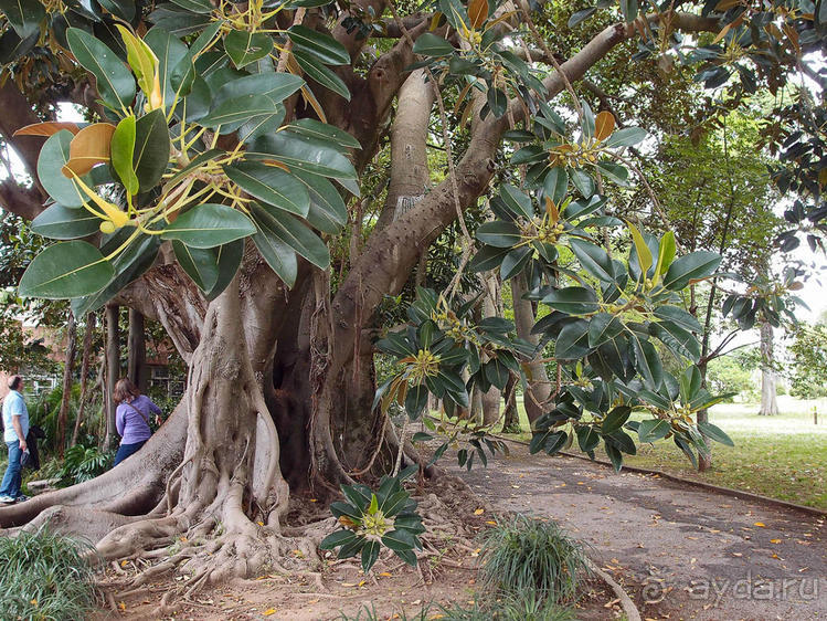 Заморские радости