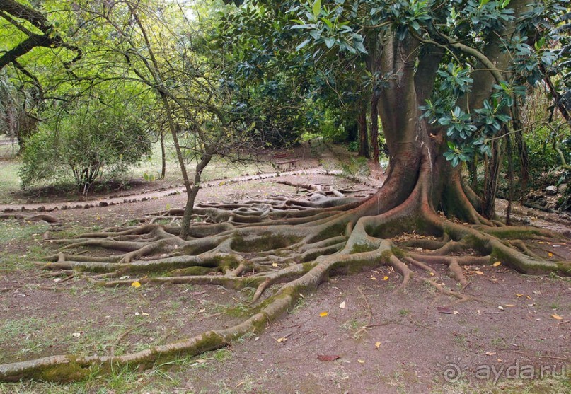 Заморские радости