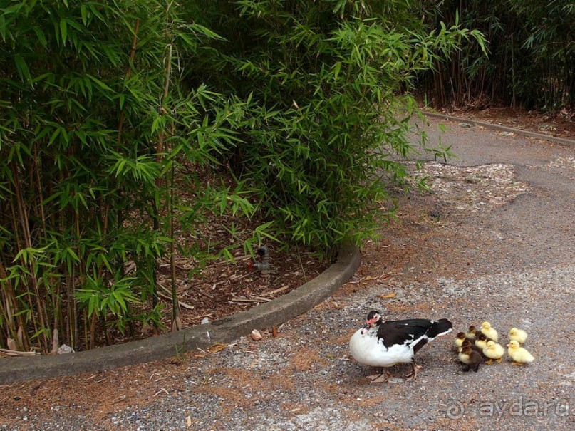 Заморские радости