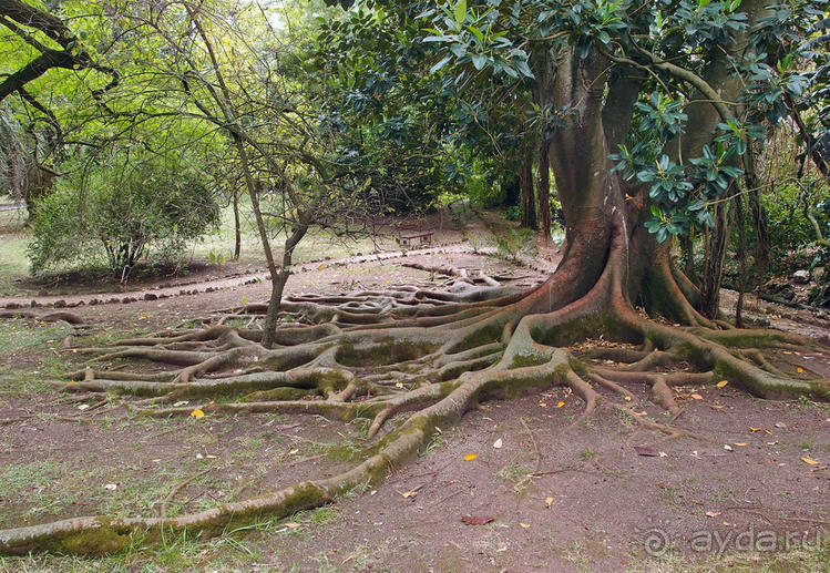 Заморские радости