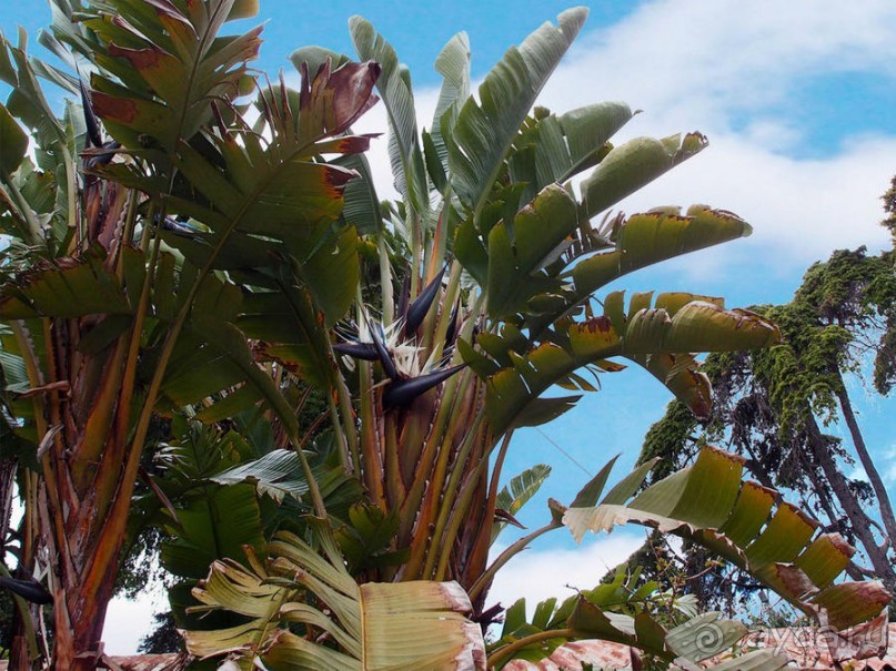 Заморские радости