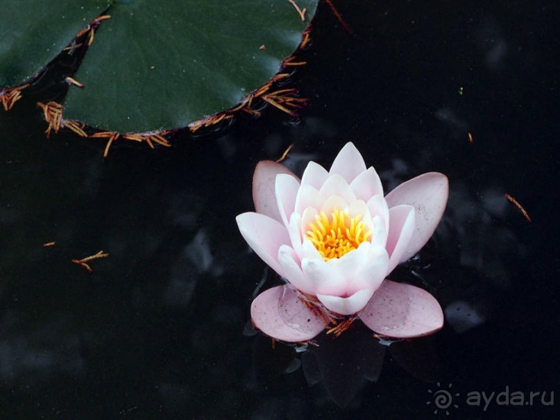 Заморские радости