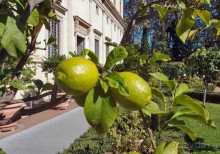 Рафаэль и Фарнезина