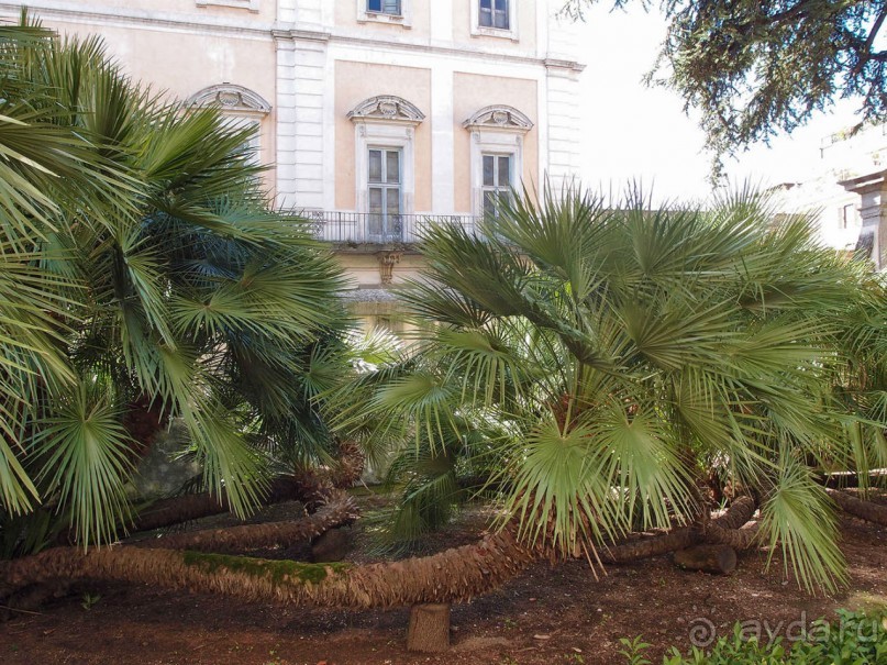 Рафаэль и Фарнезина