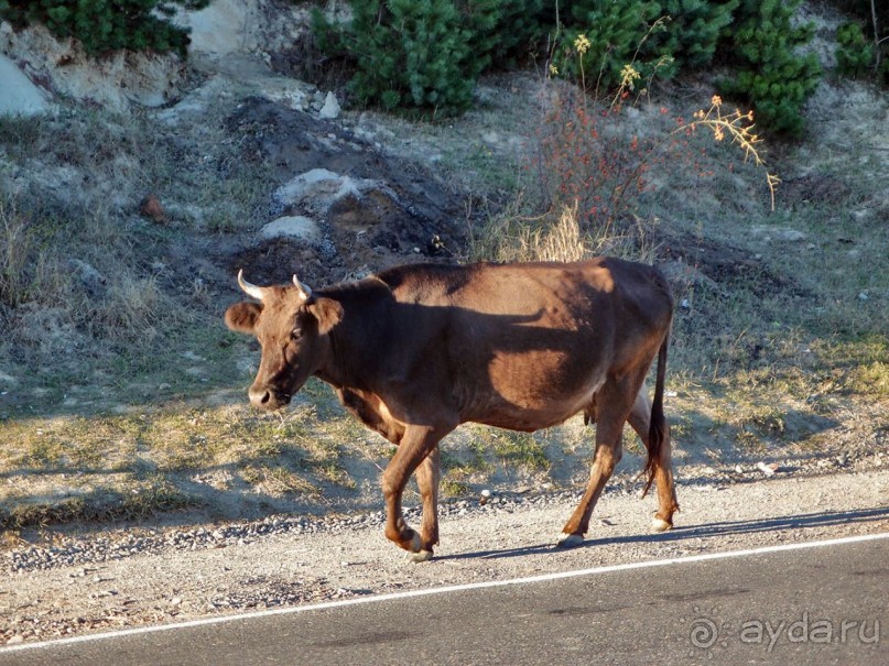 От Жинвали до Сурами
