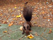 Синая жёлтая, красная, зелёная