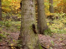 Альбом отзыва "Синая жёлтая, красная, зелёная"