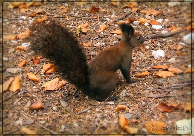 Синая жёлтая, красная, зелёная