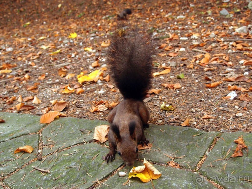 Синая жёлтая, красная, зелёная