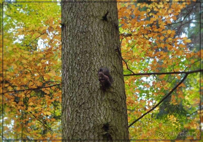 Синая жёлтая, красная, зелёная
