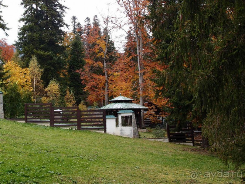 Синая жёлтая, красная, зелёная