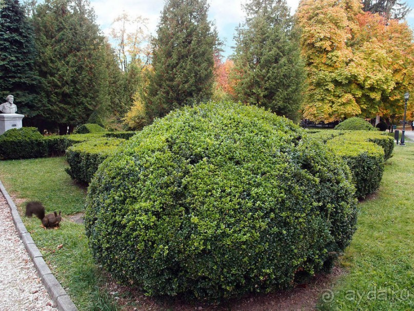 Синая жёлтая, красная, зелёная