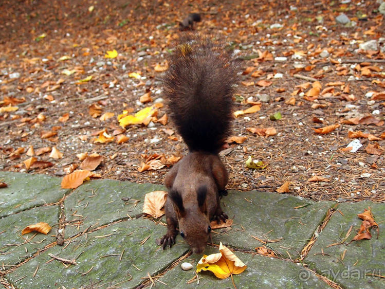 Синая жёлтая, красная, зелёная