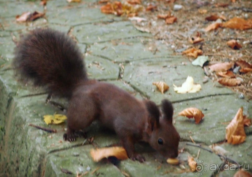 Синая жёлтая, красная, зелёная