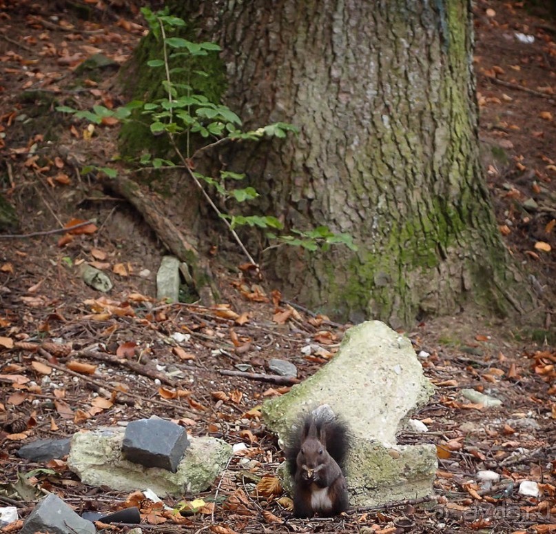 Синая жёлтая, красная, зелёная